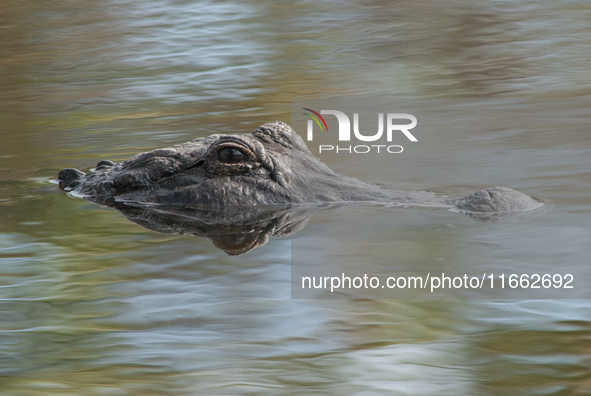 American alligators measure 3.4 to 4.6 meters (11.2 to 15.1 feet) in length and can weigh up to 500 kilograms (1,100 pounds). American allig...