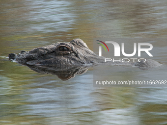 American alligators measure 3.4 to 4.6 meters (11.2 to 15.1 feet) in length and can weigh up to 500 kilograms (1,100 pounds). American allig...