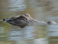 American alligators measure 3.4 to 4.6 meters (11.2 to 15.1 feet) in length and can weigh up to 500 kilograms (1,100 pounds). American allig...