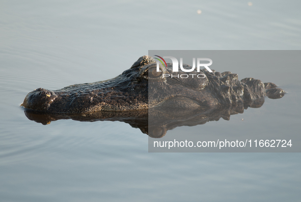 American alligators measure 3.4 to 4.6 meters (11.2 to 15.1 feet) in length and can weigh up to 500 kilograms (1,100 pounds). American allig...