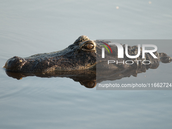 American alligators measure 3.4 to 4.6 meters (11.2 to 15.1 feet) in length and can weigh up to 500 kilograms (1,100 pounds). American allig...