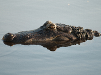 American alligators measure 3.4 to 4.6 meters (11.2 to 15.1 feet) in length and can weigh up to 500 kilograms (1,100 pounds). American allig...