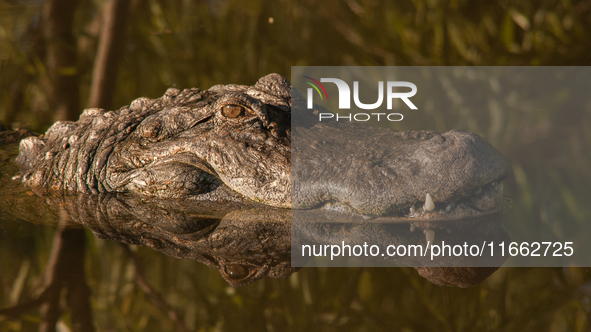 American alligators measure 3.4 to 4.6 meters (11.2 to 15.1 feet) in length and can weigh up to 500 kilograms (1,100 pounds). American allig...