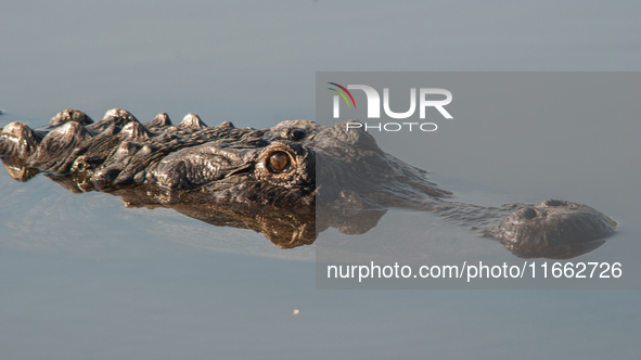 American alligators measure 3.4 to 4.6 meters (11.2 to 15.1 feet) in length and can weigh up to 500 kilograms (1,100 pounds). American allig...