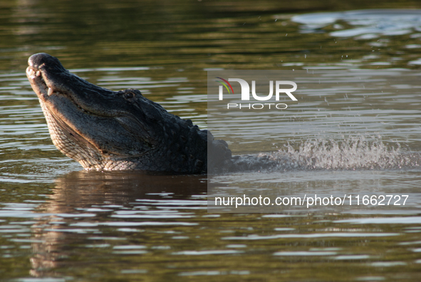 American alligators measure 3.4 to 4.6 meters (11.2 to 15.1 feet) in length and can weigh up to 500 kilograms (1,100 pounds). American allig...