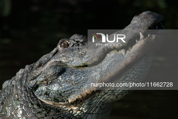 American alligators measure 3.4 to 4.6 meters (11.2 to 15.1 feet) in length and can weigh up to 500 kilograms (1,100 pounds). American allig...