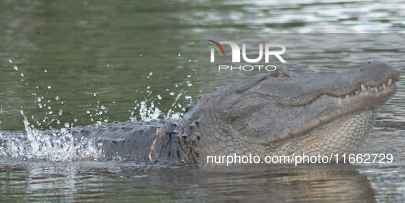 American alligators measure 3.4 to 4.6 meters (11.2 to 15.1 feet) in length and can weigh up to 500 kilograms (1,100 pounds). American allig...