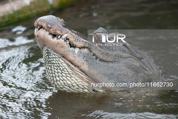 American alligators measure 3.4 to 4.6 meters (11.2 to 15.1 feet) in length and can weigh up to 500 kilograms (1,100 pounds). American allig...