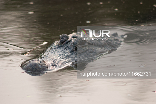 American alligators measure 3.4 to 4.6 meters (11.2 to 15.1 feet) in length and can weigh up to 500 kilograms (1,100 pounds). American allig...