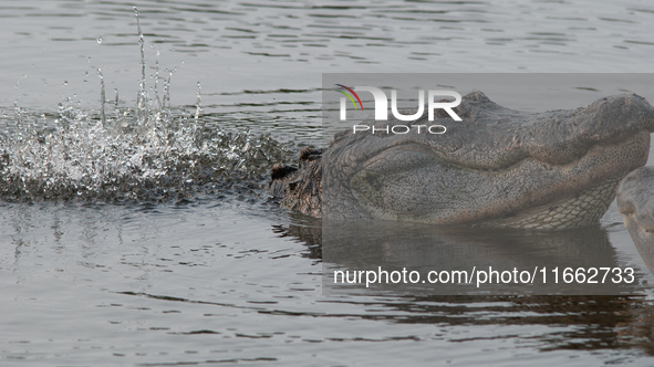 American alligators measure 3.4 to 4.6 meters (11.2 to 15.1 feet) in length and can weigh up to 500 kilograms (1,100 pounds). American allig...