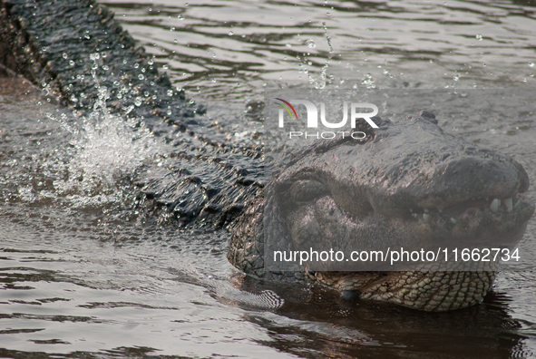 American alligators measure 3.4 to 4.6 meters (11.2 to 15.1 feet) in length and can weigh up to 500 kilograms (1,100 pounds). American allig...