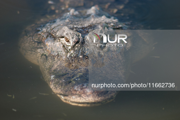 American alligators measure 3.4 to 4.6 meters (11.2 to 15.1 feet) in length and can weigh up to 500 kilograms (1,100 pounds). American allig...