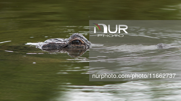 American alligators measure 3.4 to 4.6 meters (11.2 to 15.1 feet) in length and can weigh up to 500 kilograms (1,100 pounds). American allig...