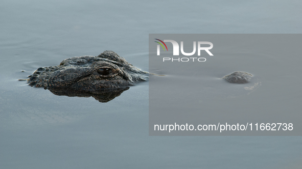 American alligators measure 3.4 to 4.6 meters (11.2 to 15.1 feet) in length and can weigh up to 500 kilograms (1,100 pounds). American allig...