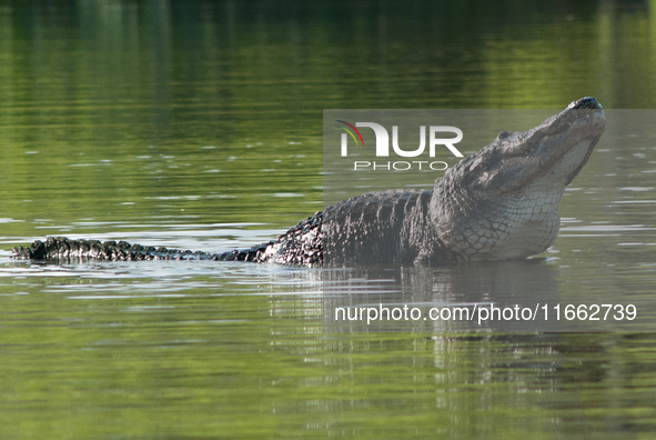 American alligators measure 3.4 to 4.6 meters (11.2 to 15.1 feet) in length and can weigh up to 500 kilograms (1,100 pounds). American allig...