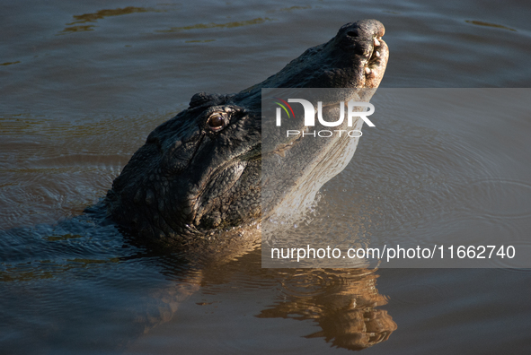 American alligators measure 3.4 to 4.6 meters (11.2 to 15.1 feet) in length and can weigh up to 500 kilograms (1,100 pounds). American allig...