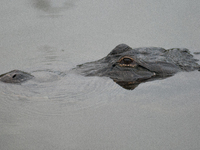 American alligators measure 3.4 to 4.6 meters (11.2 to 15.1 feet) in length and can weigh up to 500 kilograms (1,100 pounds). American allig...