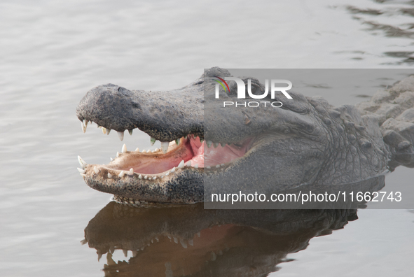 American alligators measure 3.4 to 4.6 meters (11.2 to 15.1 feet) in length and can weigh up to 500 kilograms (1,100 pounds). American allig...