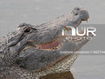 American alligators measure 3.4 to 4.6 meters (11.2 to 15.1 feet) in length and can weigh up to 500 kilograms (1,100 pounds). American allig...