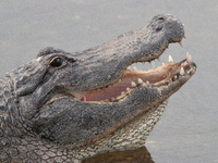 American alligators measure 3.4 to 4.6 meters (11.2 to 15.1 feet) in length and can weigh up to 500 kilograms (1,100 pounds). American allig...