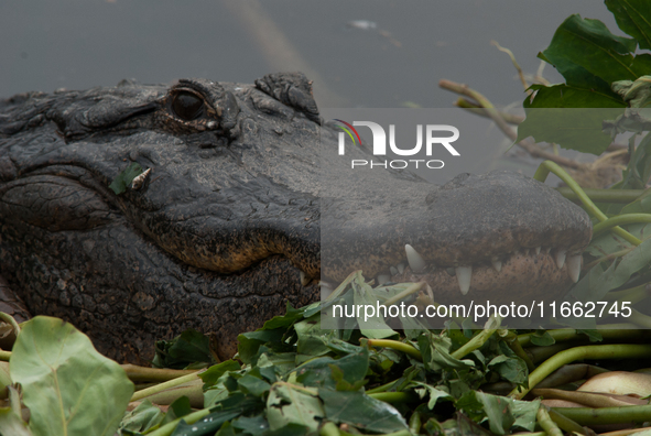 American alligators measure 3.4 to 4.6 meters (11.2 to 15.1 feet) in length and can weigh up to 500 kilograms (1,100 pounds). American allig...