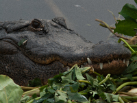 American alligators measure 3.4 to 4.6 meters (11.2 to 15.1 feet) in length and can weigh up to 500 kilograms (1,100 pounds). American allig...