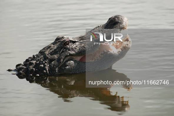 American alligators measure 3.4 to 4.6 meters (11.2 to 15.1 feet) in length and can weigh up to 500 kilograms (1,100 pounds). American allig...