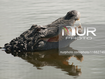 American alligators measure 3.4 to 4.6 meters (11.2 to 15.1 feet) in length and can weigh up to 500 kilograms (1,100 pounds). American allig...