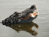 American alligators measure 3.4 to 4.6 meters (11.2 to 15.1 feet) in length and can weigh up to 500 kilograms (1,100 pounds). American allig...