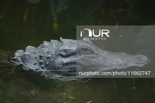 American alligators measure 3.4 to 4.6 meters (11.2 to 15.1 feet) in length and can weigh up to 500 kilograms (1,100 pounds). American allig...