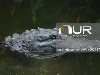 American alligators measure 3.4 to 4.6 meters (11.2 to 15.1 feet) in length and can weigh up to 500 kilograms (1,100 pounds). American allig...