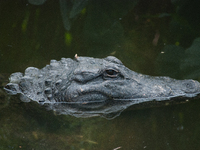 American alligators measure 3.4 to 4.6 meters (11.2 to 15.1 feet) in length and can weigh up to 500 kilograms (1,100 pounds). American allig...