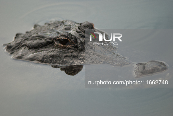 American alligators measure 3.4 to 4.6 meters (11.2 to 15.1 feet) in length and can weigh up to 500 kilograms (1,100 pounds). American allig...