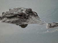 American alligators measure 3.4 to 4.6 meters (11.2 to 15.1 feet) in length and can weigh up to 500 kilograms (1,100 pounds). American allig...