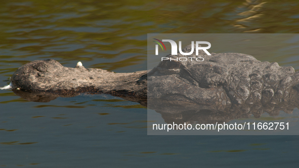 American alligators measure 3.4 to 4.6 meters (11.2 to 15.1 feet) in length and can weigh up to 500 kilograms (1,100 pounds). American allig...