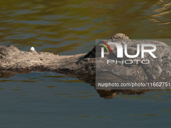 American alligators measure 3.4 to 4.6 meters (11.2 to 15.1 feet) in length and can weigh up to 500 kilograms (1,100 pounds). American allig...