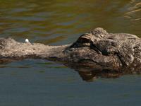 American alligators measure 3.4 to 4.6 meters (11.2 to 15.1 feet) in length and can weigh up to 500 kilograms (1,100 pounds). American allig...