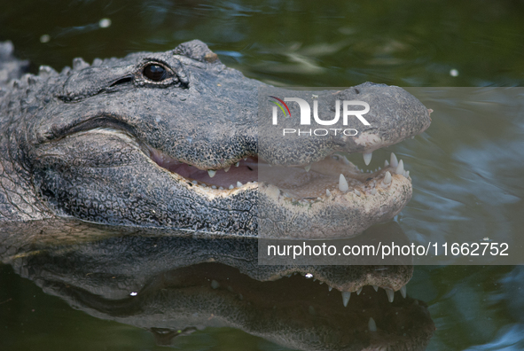 American alligators measure 3.4 to 4.6 meters (11.2 to 15.1 feet) in length and can weigh up to 500 kilograms (1,100 pounds). American allig...