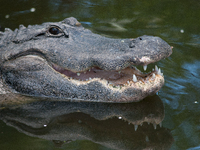 American alligators measure 3.4 to 4.6 meters (11.2 to 15.1 feet) in length and can weigh up to 500 kilograms (1,100 pounds). American allig...