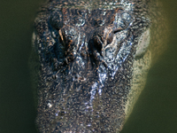 American alligators measure 3.4 to 4.6 meters (11.2 to 15.1 feet) in length and can weigh up to 500 kilograms (1,100 pounds). American allig...