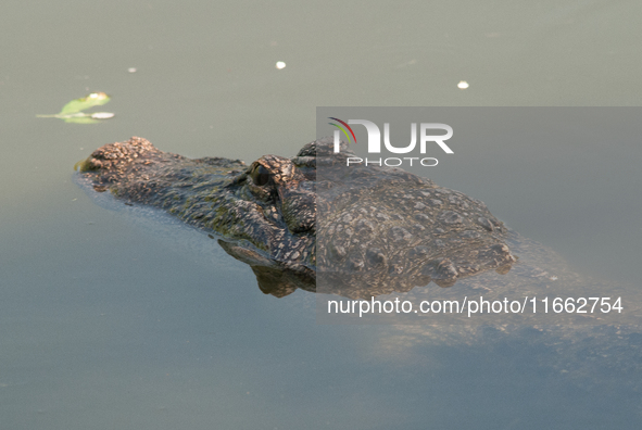 American alligators measure 3.4 to 4.6 meters (11.2 to 15.1 feet) in length and can weigh up to 500 kilograms (1,100 pounds). American allig...