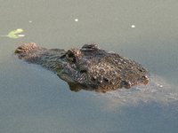 American alligators measure 3.4 to 4.6 meters (11.2 to 15.1 feet) in length and can weigh up to 500 kilograms (1,100 pounds). American allig...