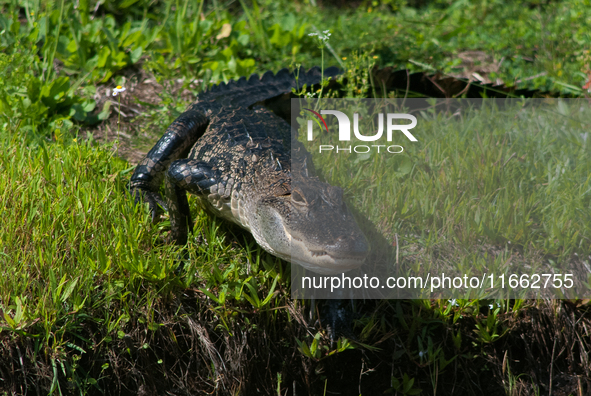 American alligators measure 3.4 to 4.6 meters (11.2 to 15.1 feet) in length and can weigh up to 500 kilograms (1,100 pounds). American allig...