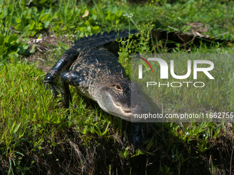 American alligators measure 3.4 to 4.6 meters (11.2 to 15.1 feet) in length and can weigh up to 500 kilograms (1,100 pounds). American allig...