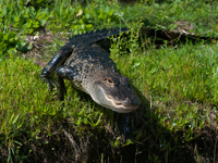 American alligators measure 3.4 to 4.6 meters (11.2 to 15.1 feet) in length and can weigh up to 500 kilograms (1,100 pounds). American allig...