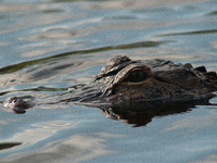 American alligators measure 3.4 to 4.6 meters (11.2 to 15.1 feet) in length and can weigh up to 500 kilograms (1,100 pounds). American allig...