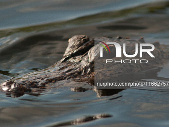 American alligators measure 3.4 to 4.6 meters (11.2 to 15.1 feet) in length and can weigh up to 500 kilograms (1,100 pounds). American allig...