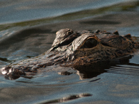 American alligators measure 3.4 to 4.6 meters (11.2 to 15.1 feet) in length and can weigh up to 500 kilograms (1,100 pounds). American allig...