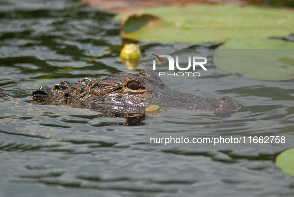 American alligators measure 3.4 to 4.6 meters (11.2 to 15.1 feet) in length and can weigh up to 500 kilograms (1,100 pounds). American allig...