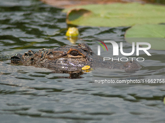 American alligators measure 3.4 to 4.6 meters (11.2 to 15.1 feet) in length and can weigh up to 500 kilograms (1,100 pounds). American allig...